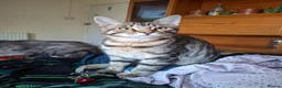 Mixed Breed cats for sale: Last 2 big boys, bengal ( mum Maine Coon) - Advert 4
