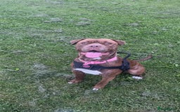 Mixed Breed dogs for sale: Puppies for sale  - Image 37