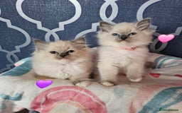 Ragdoll cats for sale: 🏆 CHAMPION FATHER 🏆GCCF REGISTERED KITTENS  - Image 7