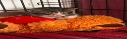 Mixed Breed cats for sale: 5 kittens for sale  in Slough - Advert 17