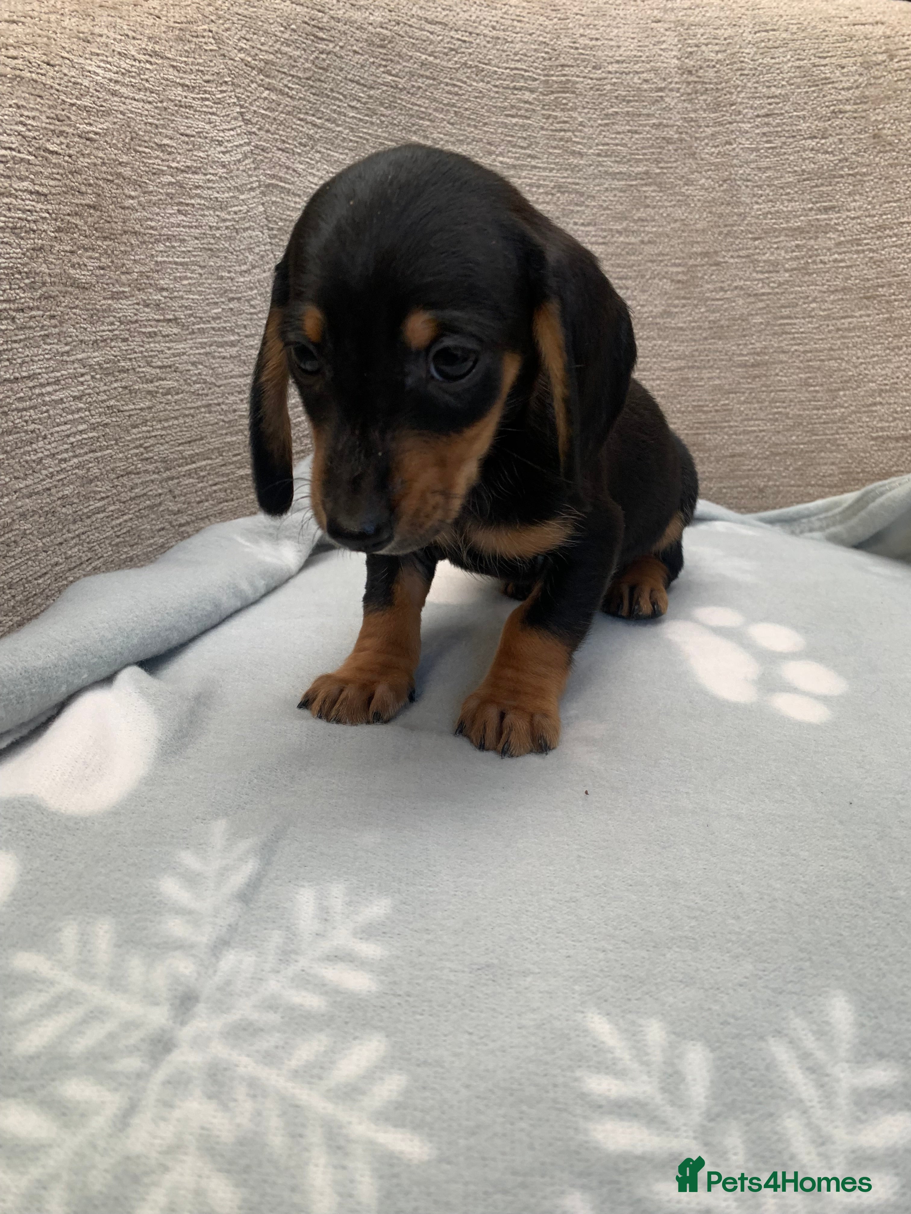 Miniature Dachshund dogs **READY NOW 6 beautiful boys 💙💙*** - Advert 2