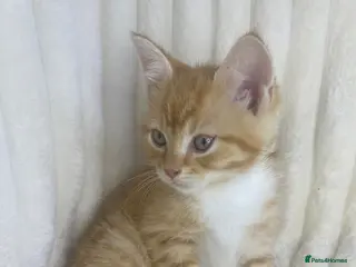 Mixed Breed cats Fluffy ginger kitten - Advert 5