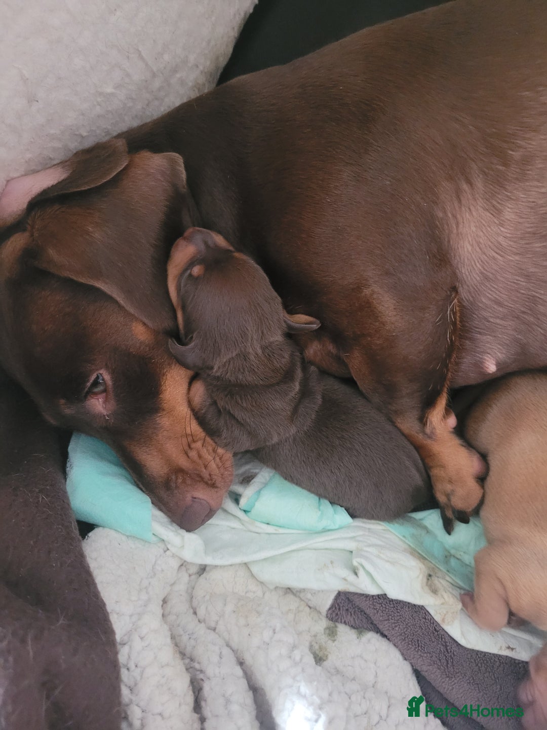 Dachshund dogs for sale: Dachshund minature short hair  - Advert 1