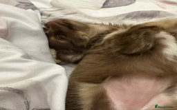 Chihuahua dogs for sale: Beautiful long hair Chihuahua girl for sale - Image 8