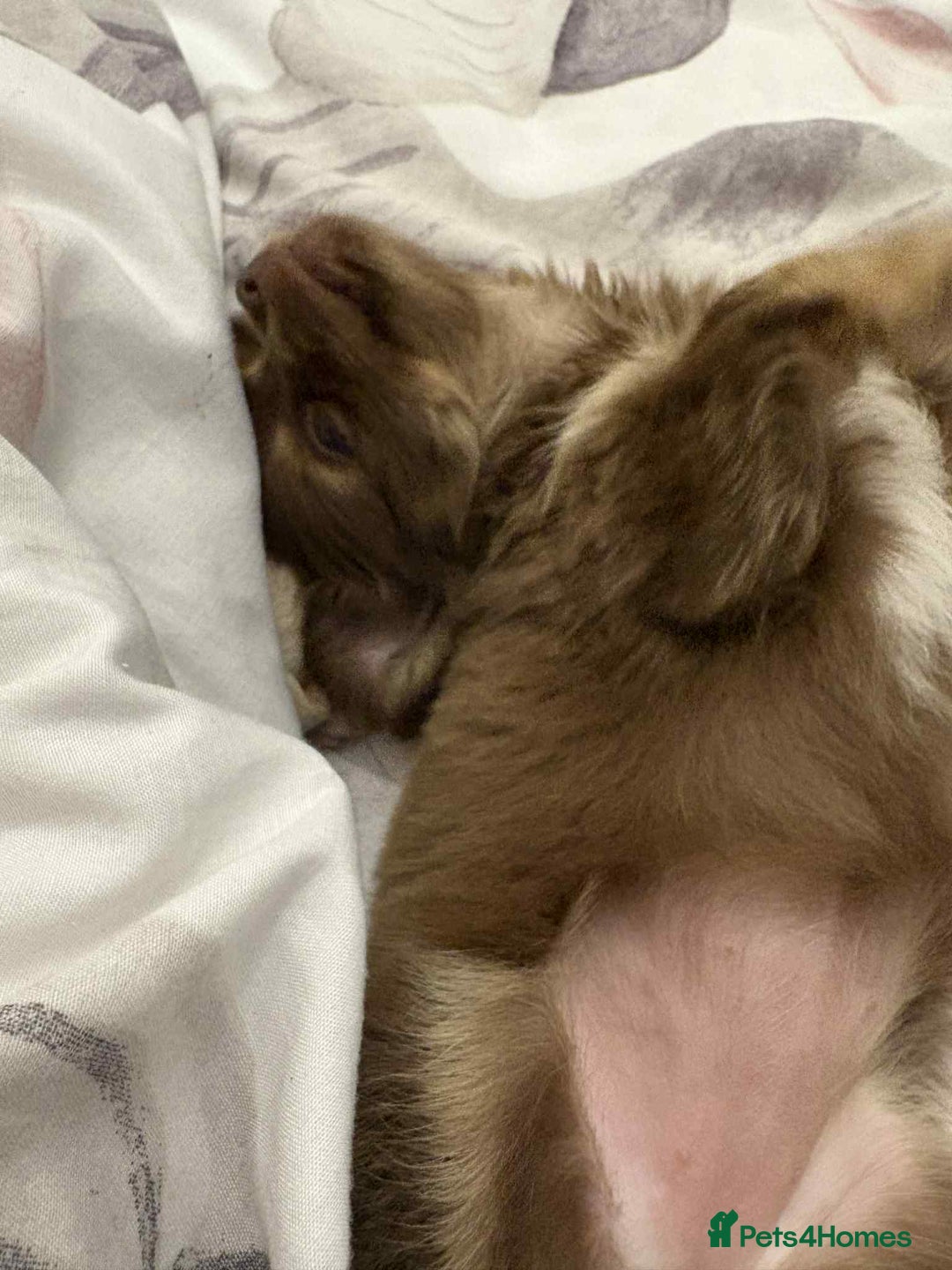 Chihuahua dogs for sale: Beautiful long hair Chihuahua girl for sale - Image 8