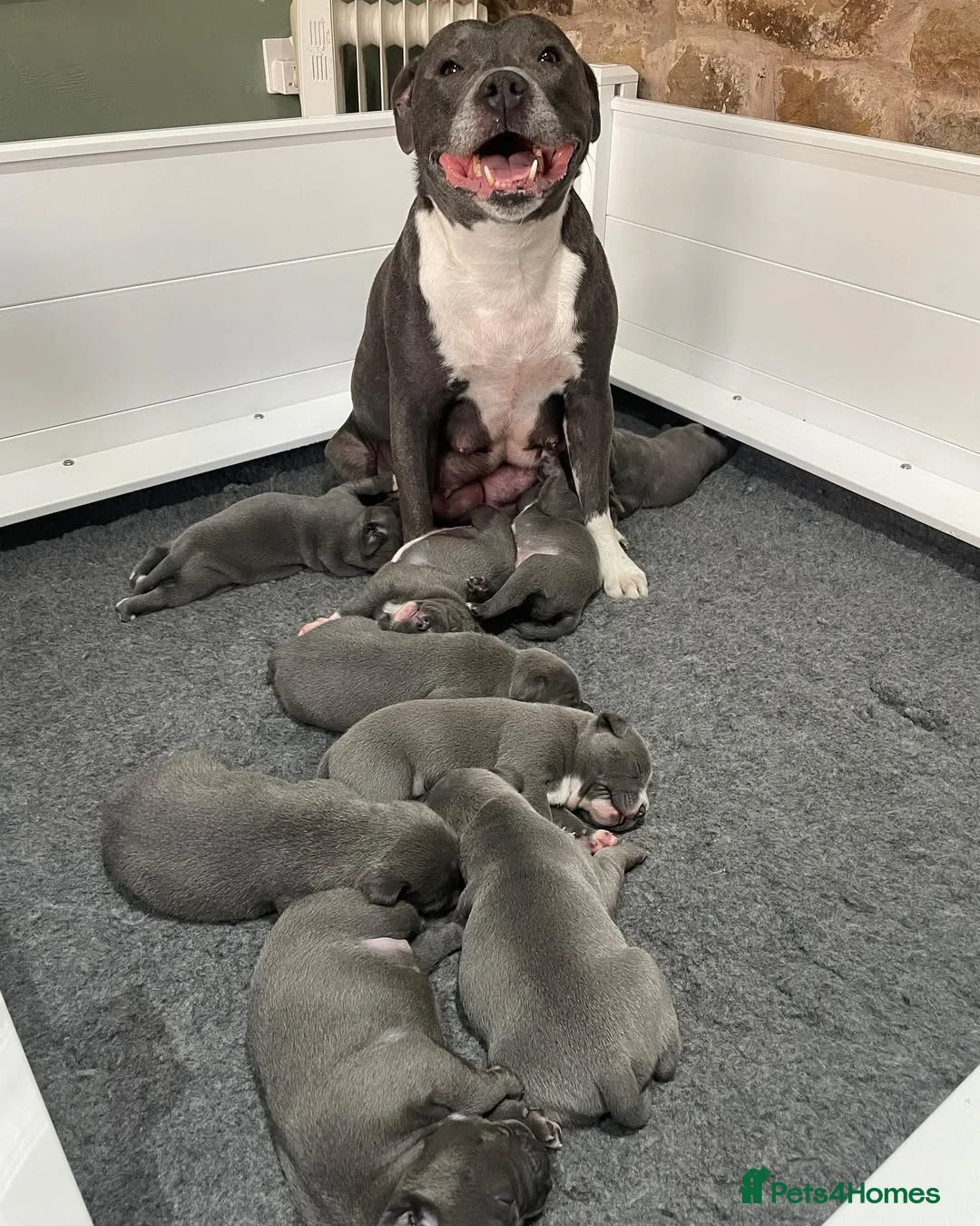 Staffordshire Bull Terrier dogs for sale: KC Registered Staffordshire Bull Terrier Puppies  in Glasgow - Advert 1