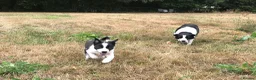 Border Collie dogs for sale: OUTSTANDING BORDER COLLIE MALE PUP CHAMPION LINES - Advert 7