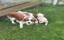 Cavalier King Charles Spaniel dogs for sale: ✨Adorable King Charles Cavalier Puppies✨READY NOW✨ - Advert 2