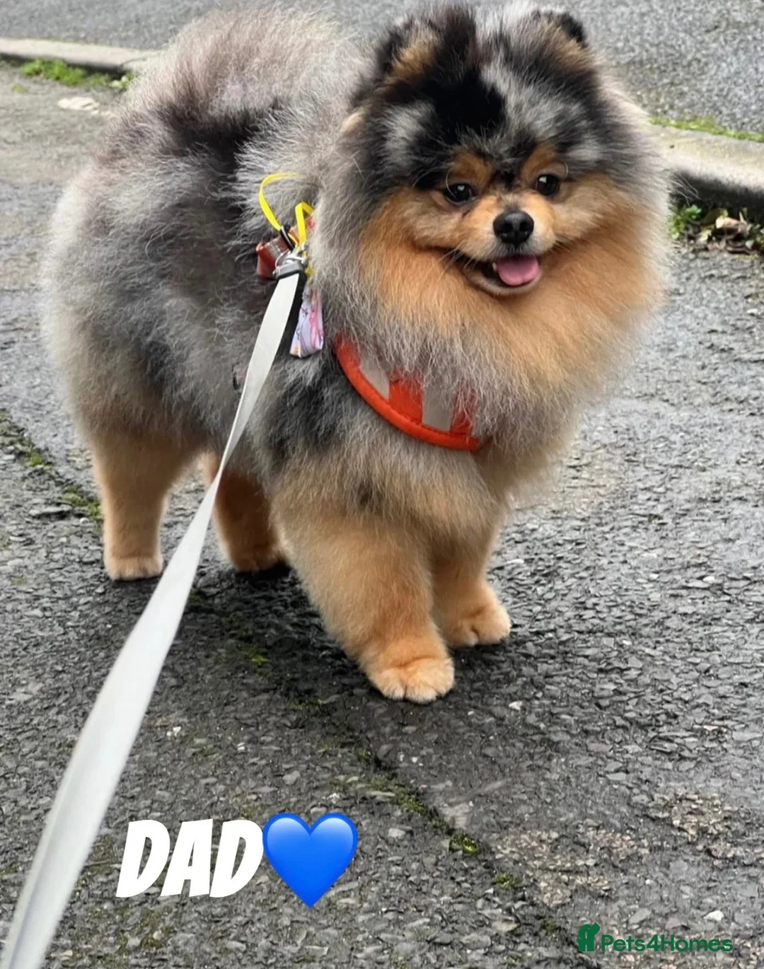 Pomeranian dogs for sale: 3 stunning Pomeranian puppies for sale  - Advert 2