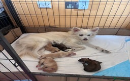 Pomsky dogs for sale: Amazing pomsky puppies - Advert 3