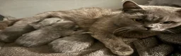 British Shorthair cats for sale: 2 beautiful girls available  - Advert 2