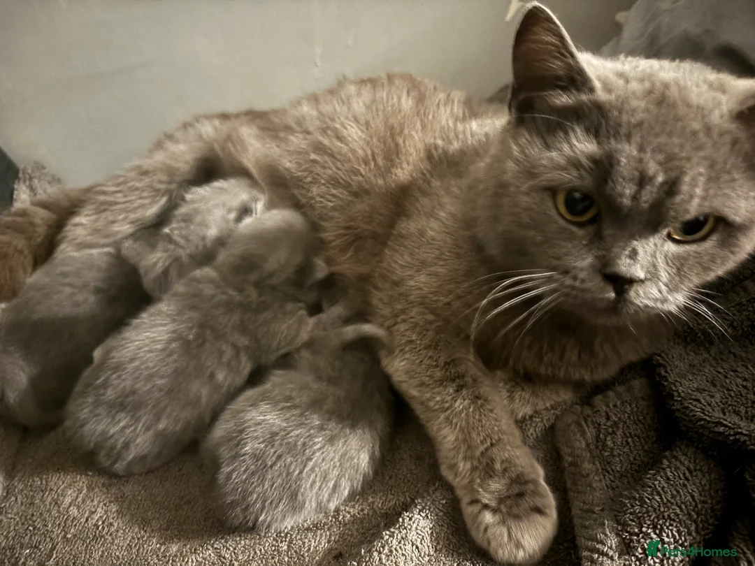 British Shorthair cats for sale: 2 beautiful girls available  - Advert 2