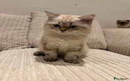 British Longhair cats for sale: British long hair  - Image 7