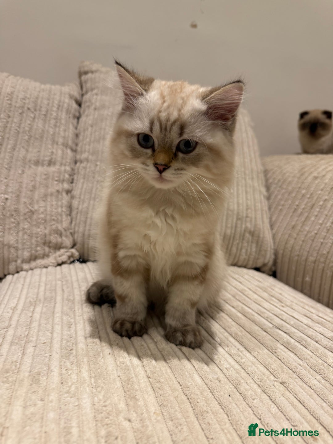 British Longhair cats for sale: British long hair  - Image 7