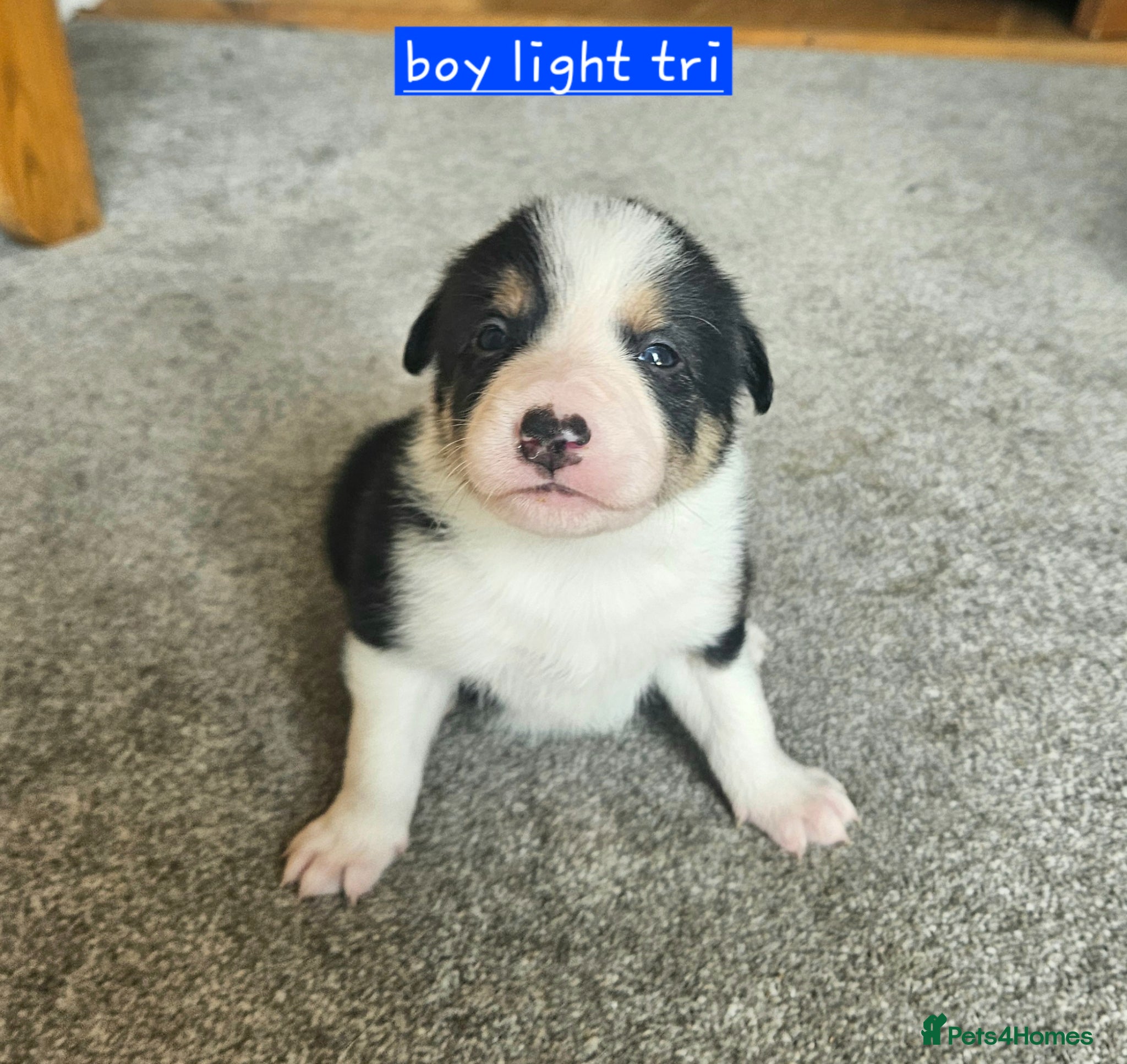 Border Collie dogs 🔥Unique tri border collie pups 🔥 - Advert 2