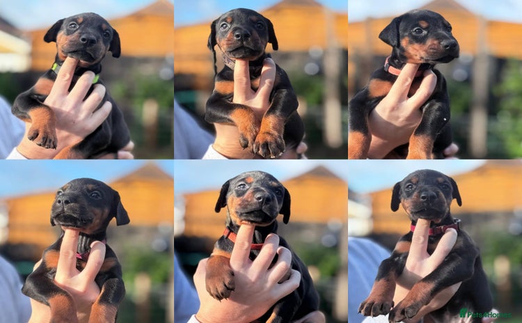 Dobermann dogs 🐾 Females available/KC reg🐾 Top Pedigree - Advert 13