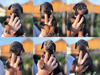 Dobermann dogs 🐾 Females available/KC reg🐾 Top Pedigree - Advert 5
