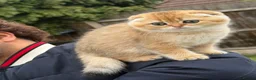 Scottish Fold cats for sale: British Shorthaired Golden Cats - Advert 8