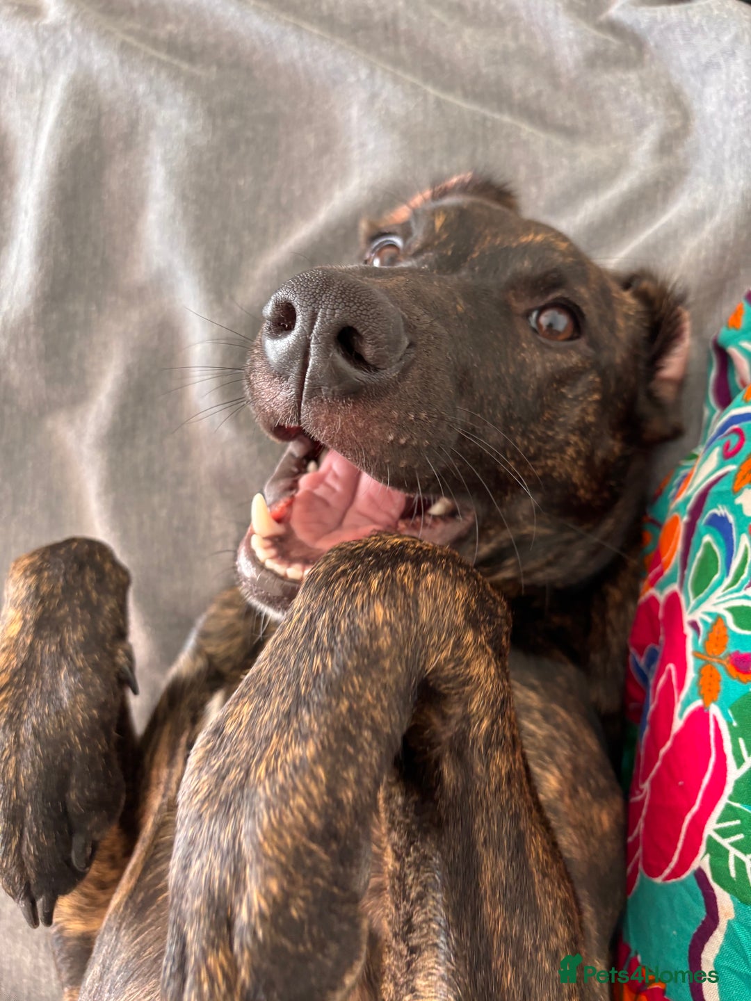 Mixed Breed dogs for sale: REHOME- Belgian Malanois x Staff - Advert 2