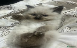 Ragdoll cats for sale: 5 beautiful fluffy blue eye ragdoll kitten  - Image 18