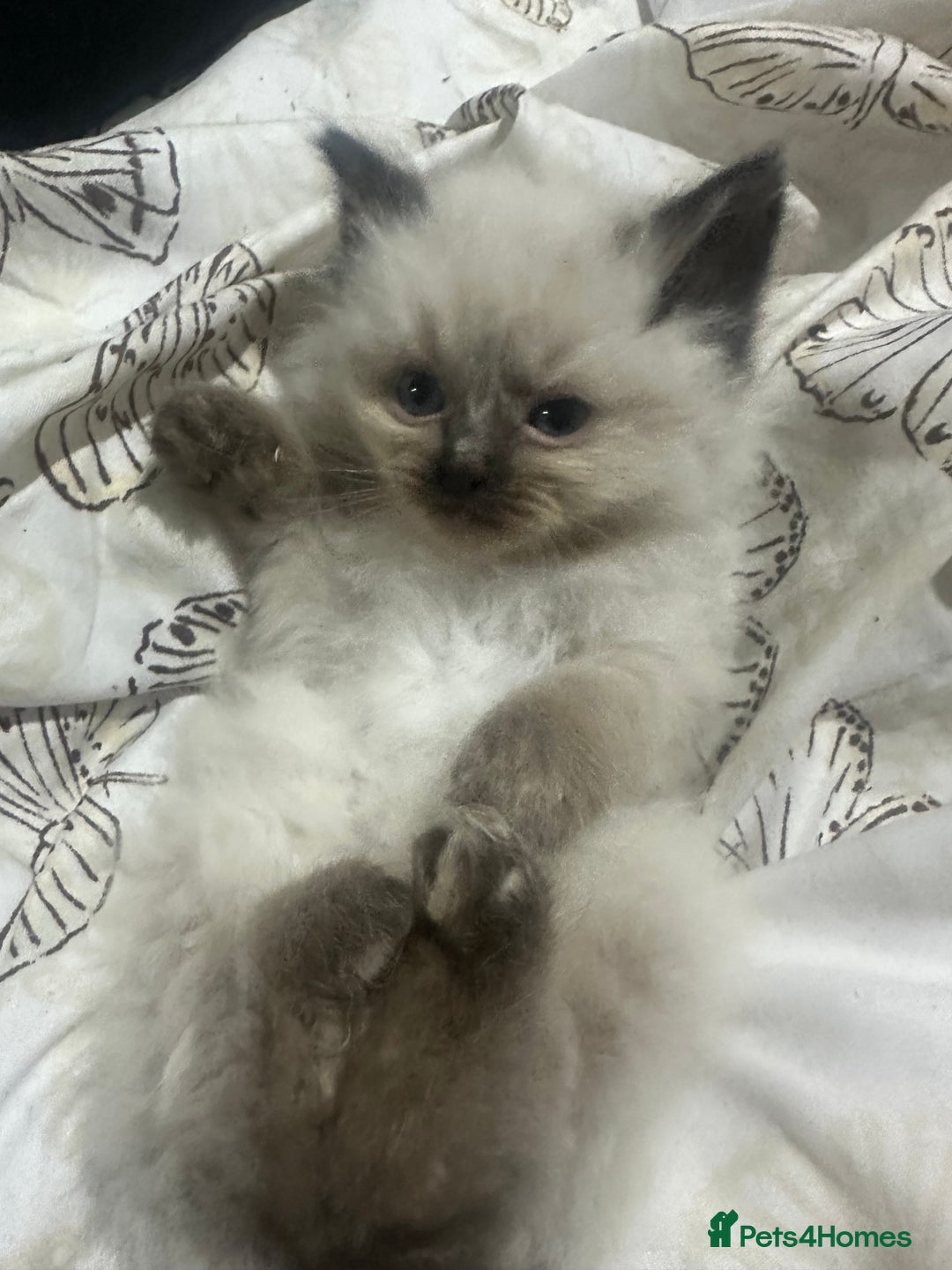 Ragdoll cats for sale: 5 beautiful fluffy blue eye ragdoll kitten  - Image 18
