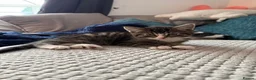 Mixed Breed cats for sale: Kittens for sale  - Advert 7