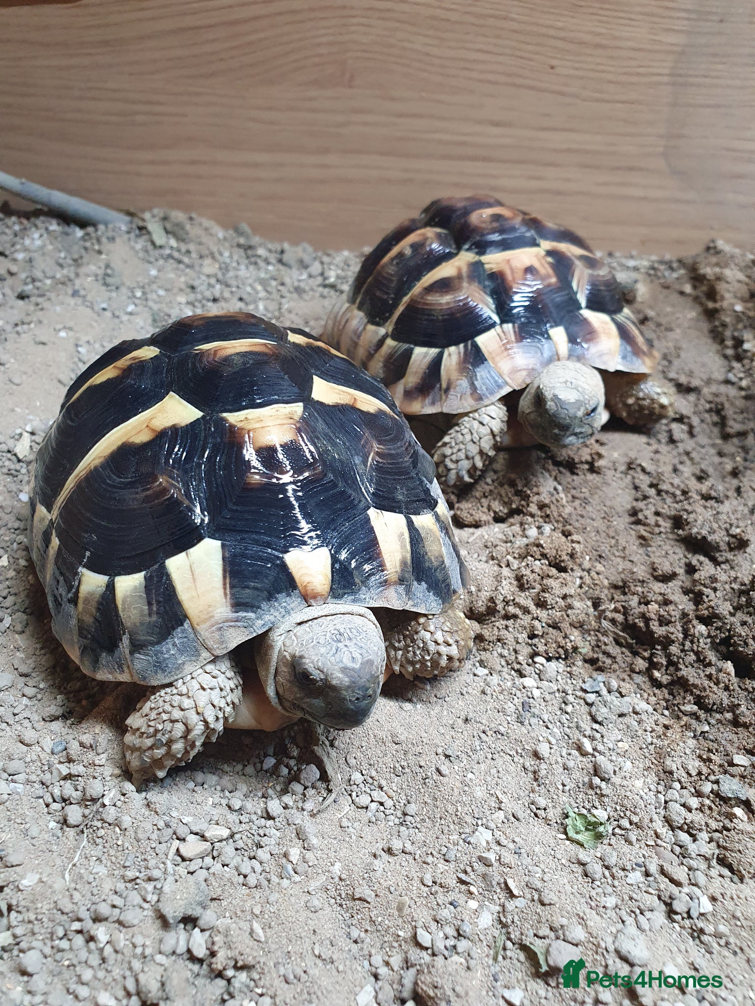 Tortoise reptiles 2 x herman tortoises  - Advert 16