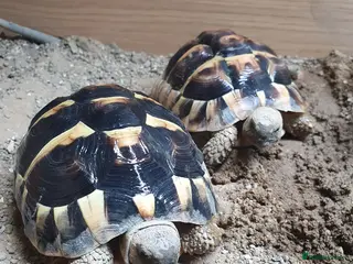 Tortoise reptiles 2 x herman tortoises - Advert 8