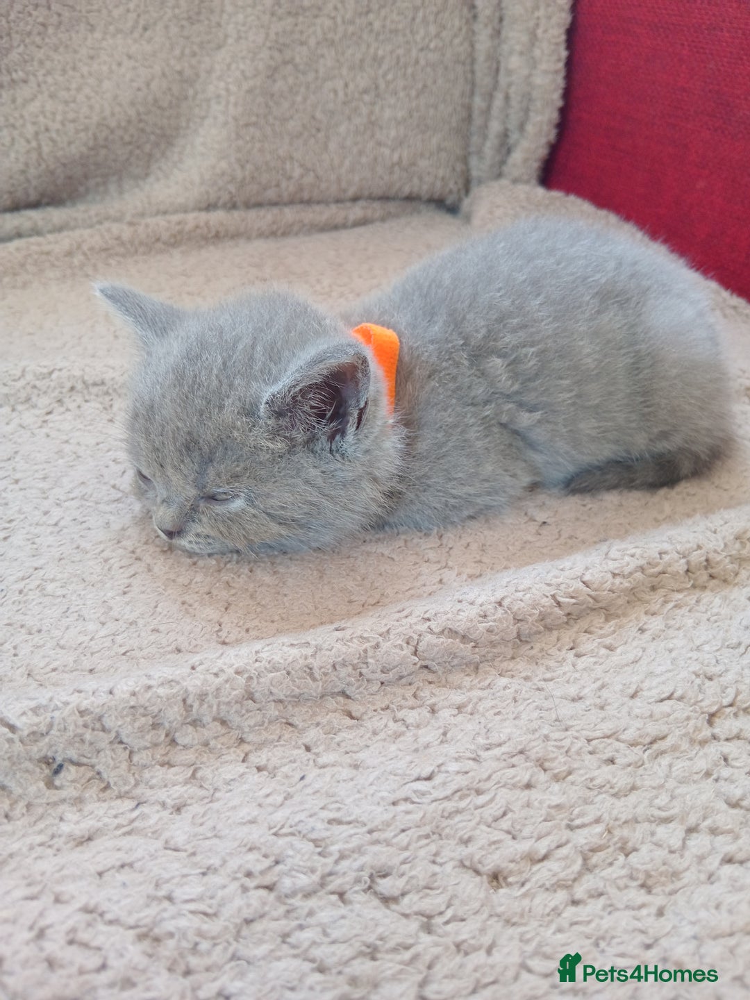 British Shorthair cats for sale: BRITISH SHORT HAIR KITTENS  in Gloucester - Image 5