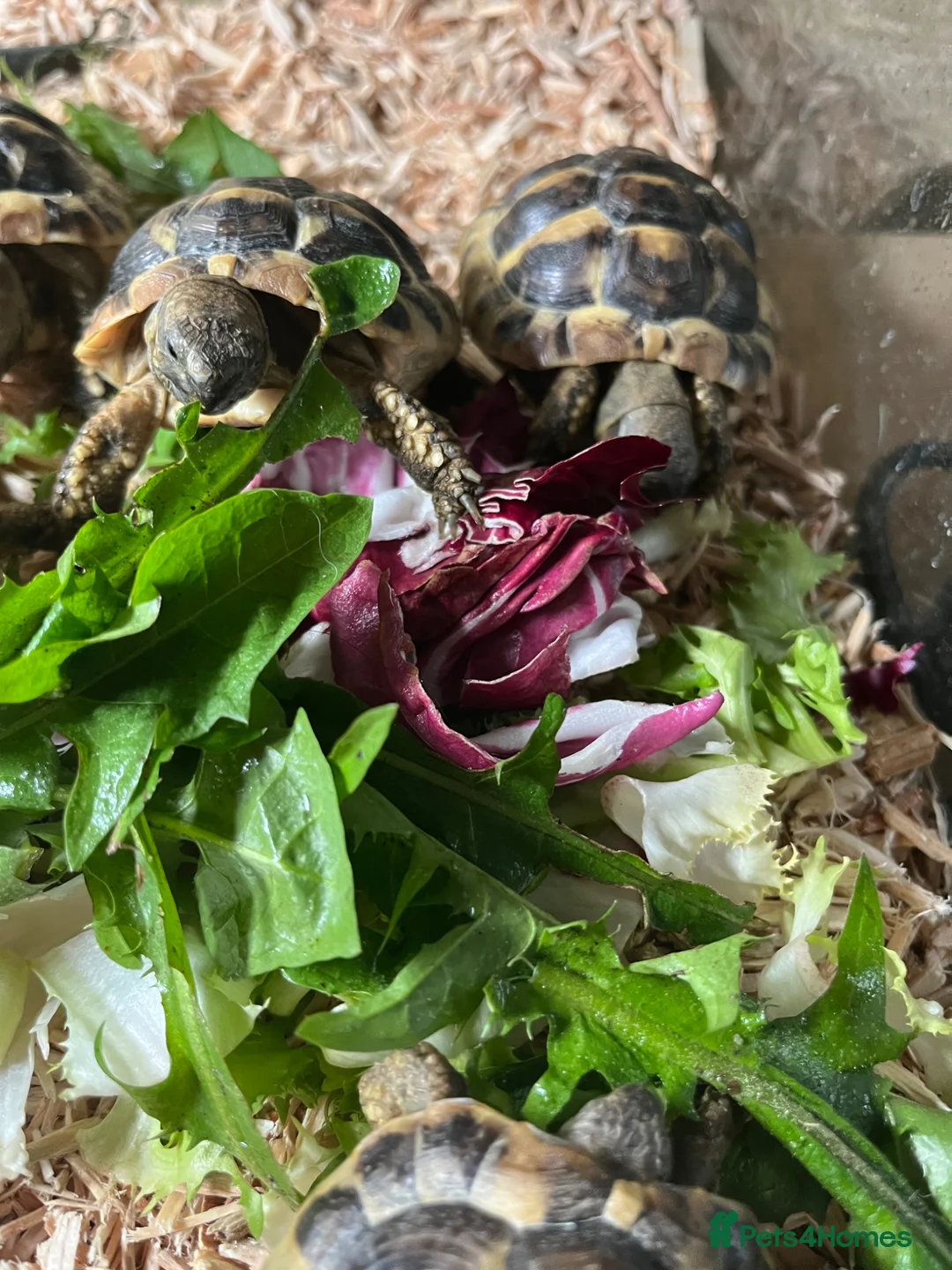 Hermann Tortoise reptiles for sale: Herman’s Tortoise  - Advert 2