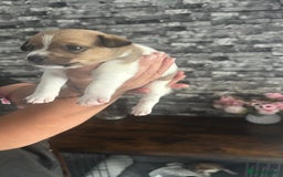 Jack Russell dogs for sale: Jack russell puppies - Image 3