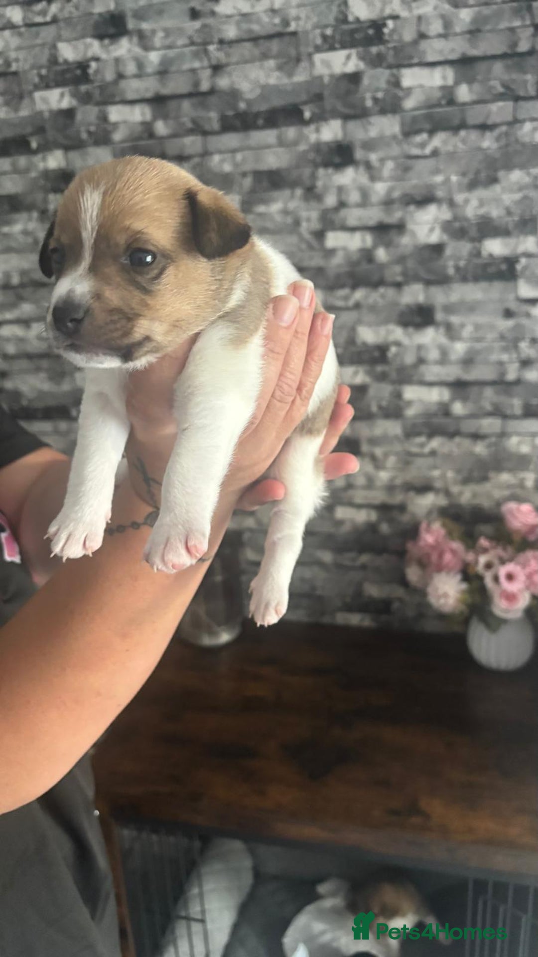 Jack Russell dogs for sale: Jack russell puppies - Image 3