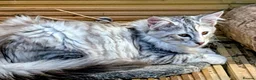 Norwegian Forest Cat cats for sale: Pedigree Norwegian Forest kittens - Advert 6