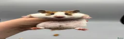 Hamster rodents for sale: Pedigree tame Syrian hamsters  - Advert 1