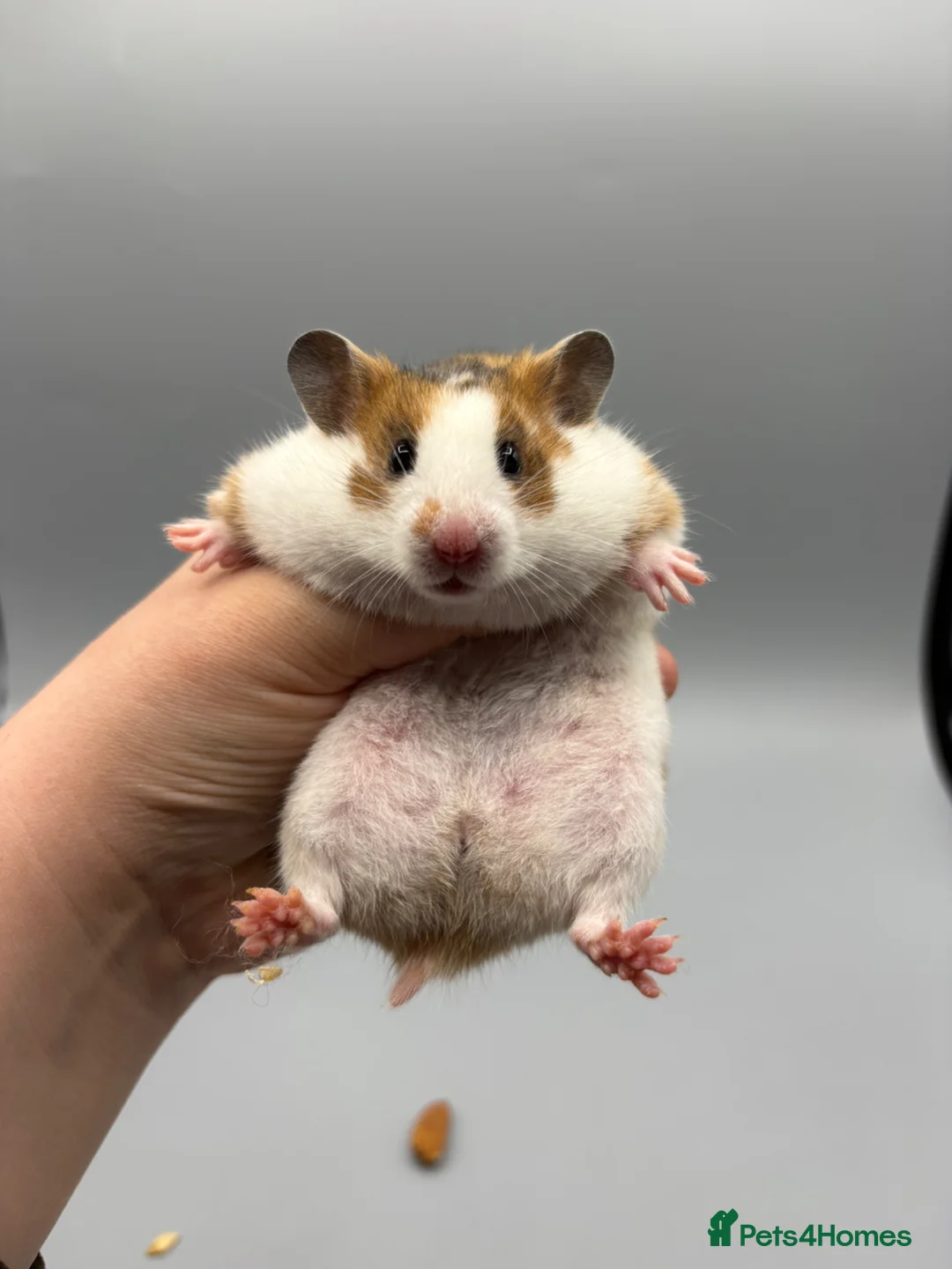 Hamster rodents for sale: Pedigree tame Syrian hamsters  - Advert 1