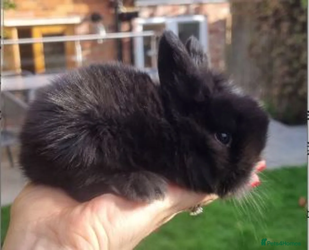 Mini Lop rabbits for sale: 1 x Black Buck (Boy) Mini Lion Lop and 4 babies - Advert 1