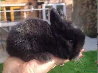 Mini Lop rabbits 1 x Black Buck (Boy) Mini Lion Lop and 4 babies - Advert 14