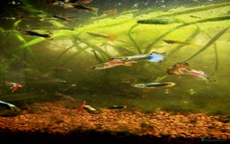 Live Bearers fish for sale: Guppy fry - Image 4