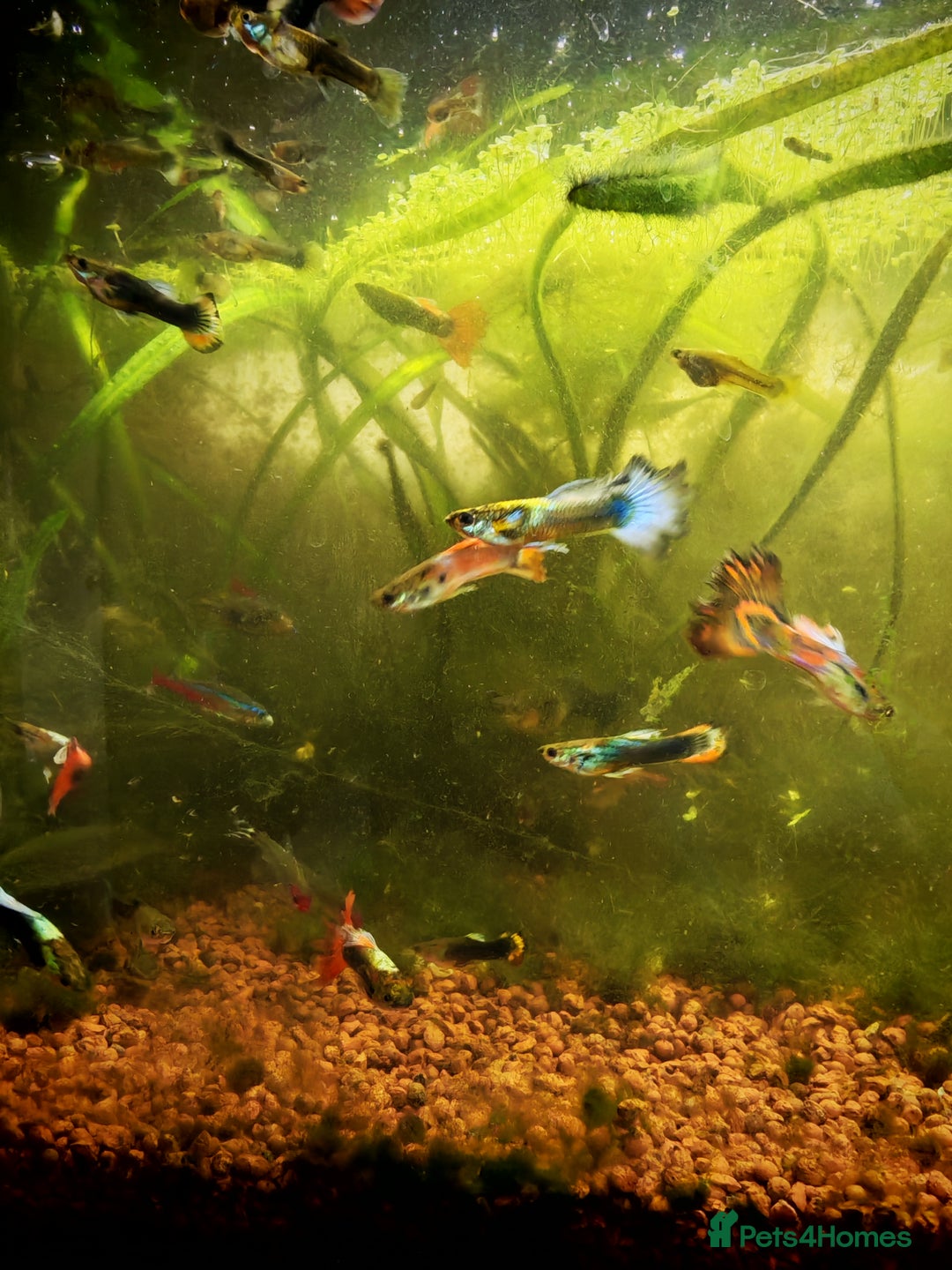 Live Bearers fish for sale: Guppy fry - Image 4