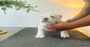English Bulldog dogs - Advert 1
