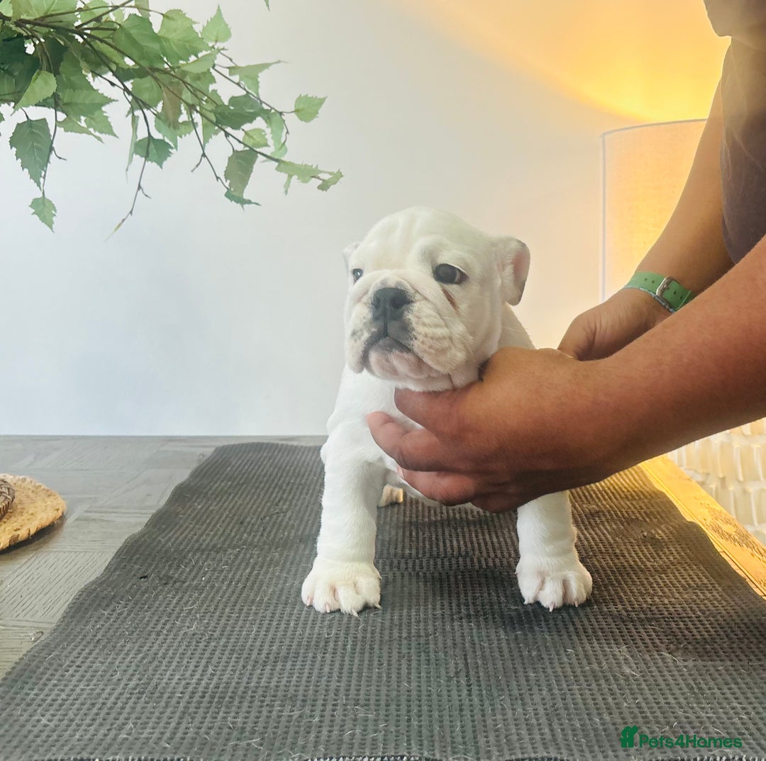English Bulldog dogs for sale: Kc reg Stunning show quality pup  - Image 3