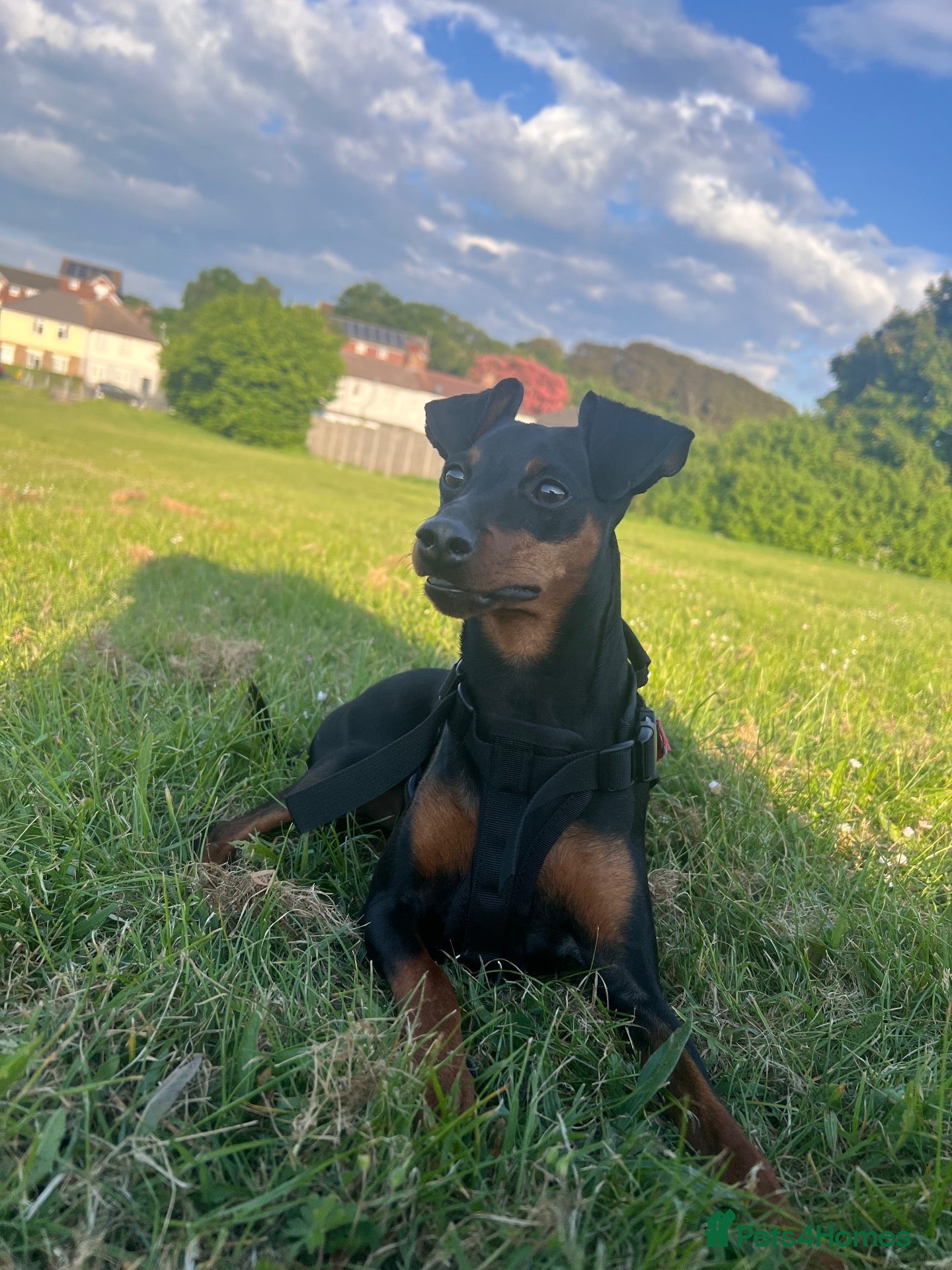 Miniature Pinscher dogs for sale: Miniature pinscher  - Advert 9