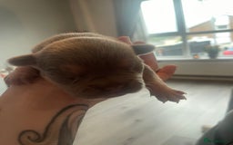French Bulldog dogs for sale: 9 Day old French Bulldog Puppies - Image 9