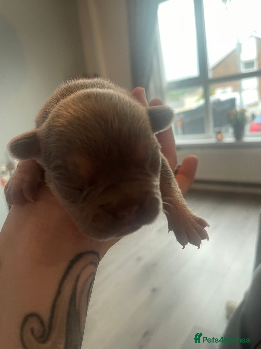 French Bulldog dogs for sale: 9 Day old French Bulldog Puppies - Image 9