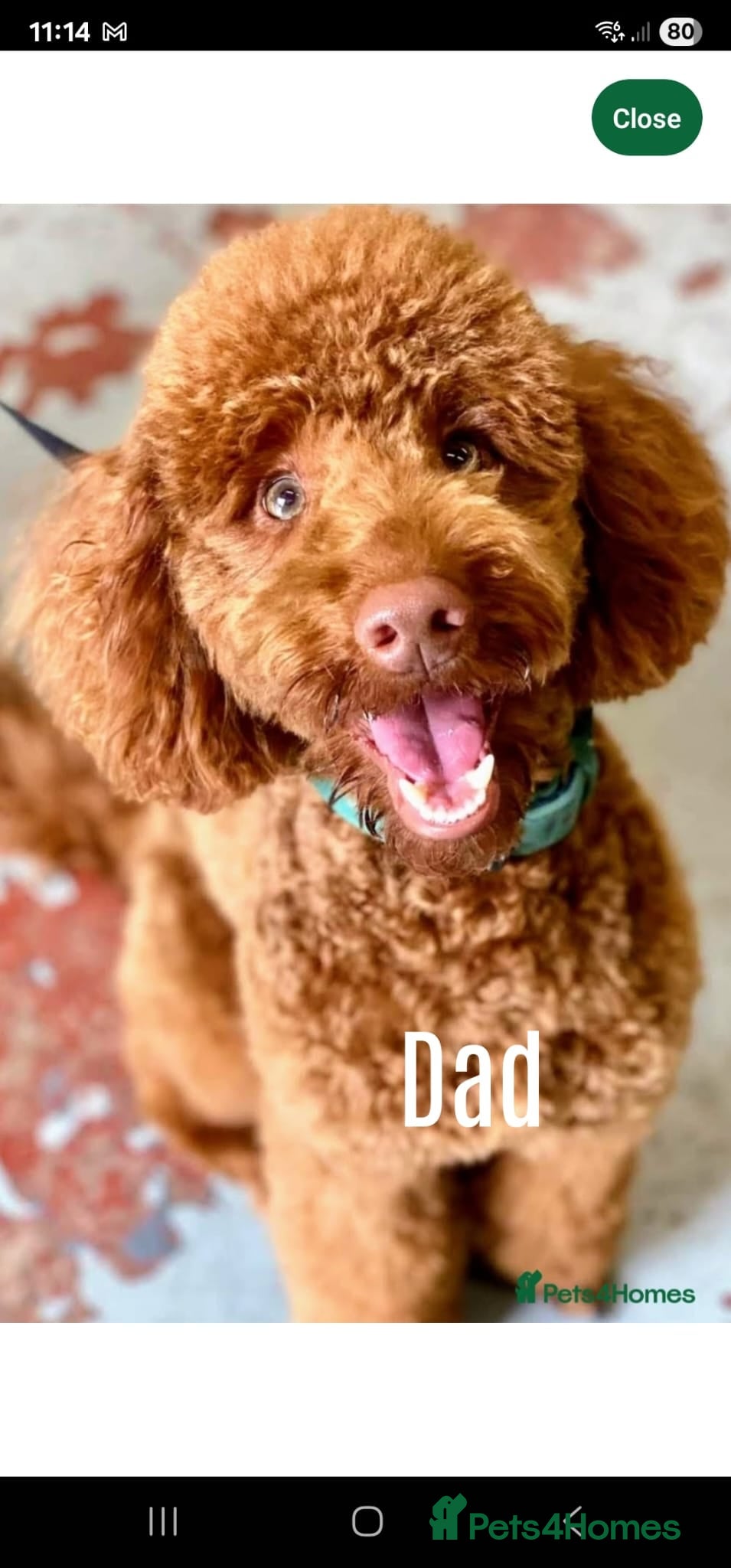 Cockapoo dogs for sale: Rare cockapoo pups with mix blue eyes colour  in Wolverhampton - Advert 14