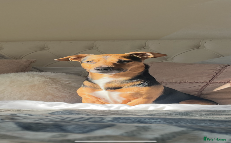Jack Russell dogs - Advert 1