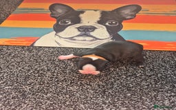 Boston Terrier dogs for sale: Stunning true to type wildax litter - Image 6