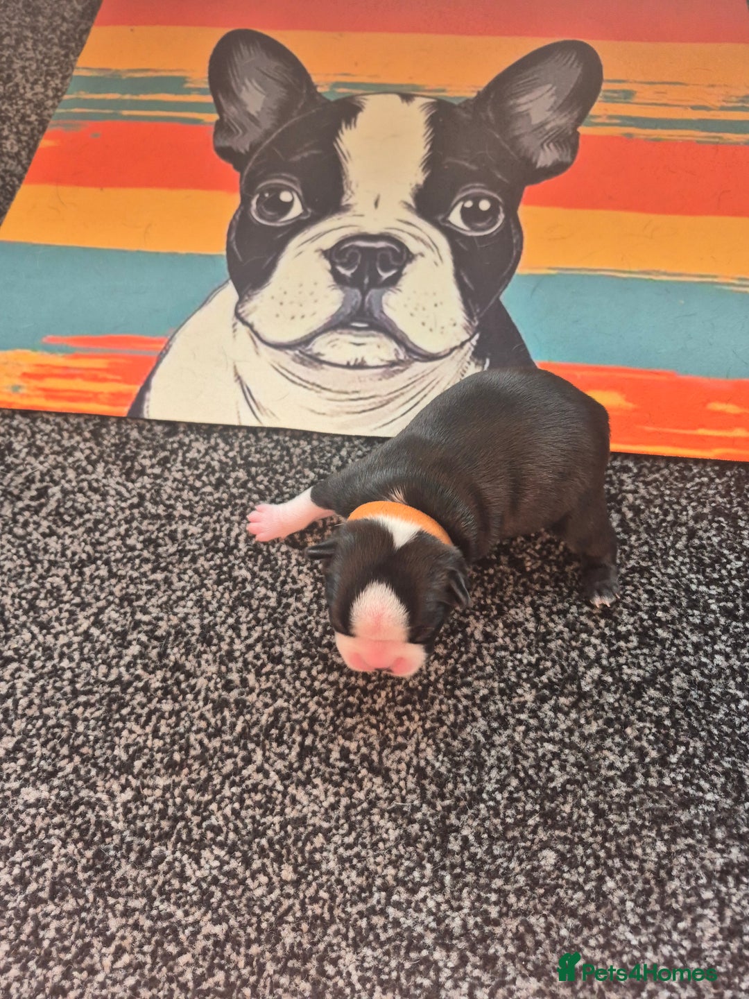 Boston Terrier dogs for sale: Stunning true to type wildax litter - Image 6