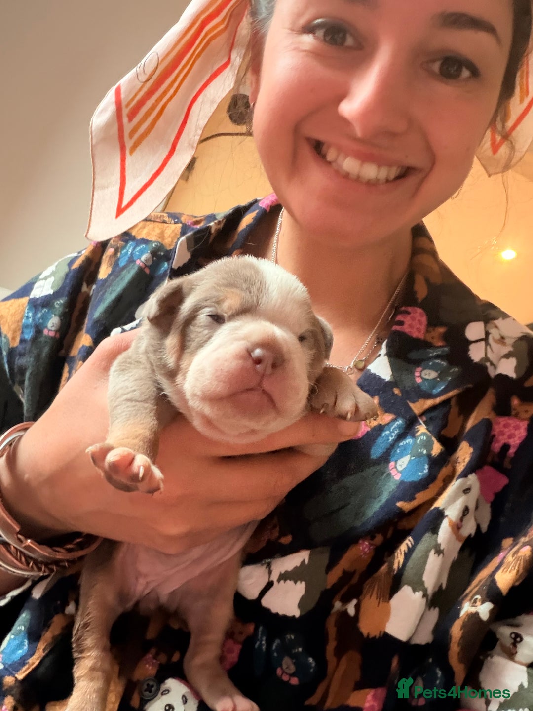 Olde English Bulldogge dogs for sale: Olde English Bulldog Puppies - Family Raised  - Advert 20