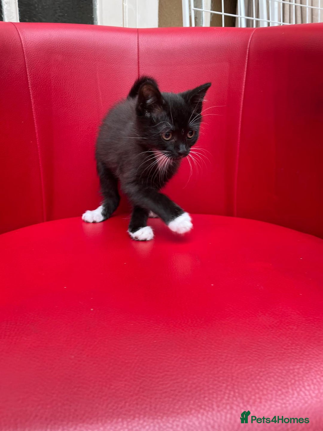 Mixed Breed cats for sale: Tuxy & Stripy - two gorgeous boys for sale - Image 4
